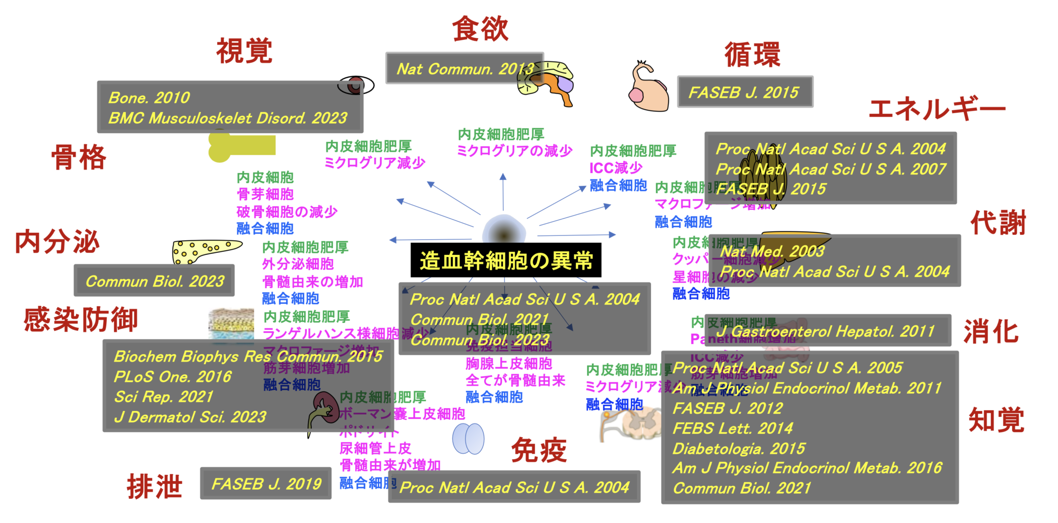 糖尿病およびその合併症における骨髄由来細胞に関する研究報告