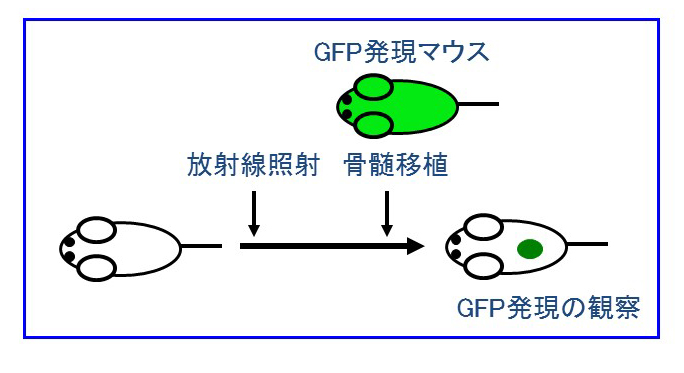 生体内再生システム