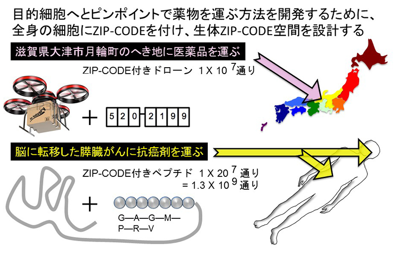 標的化薬物輸送システムの開発（バイオジップコード）